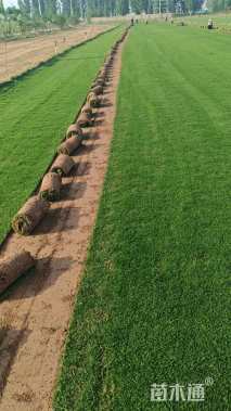 草卷状马尼拉草