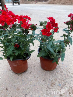 高度15厘米美女樱