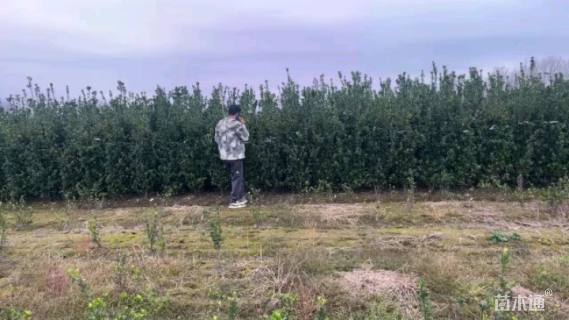 高度180厘米大叶黄杨柱