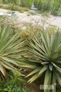 高度80厘米剑麻