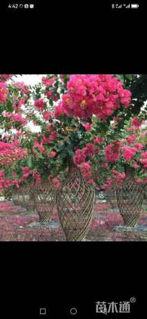 30公分紫薇花瓶