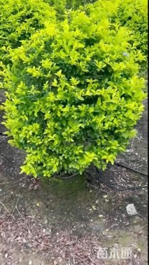 高度80厘米金叶假连翘球