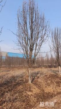 15公分彩叶豆梨