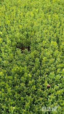 高度30厘米瓜子黄杨