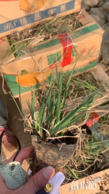 高度30厘米五星花