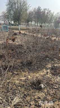 高度120厘米圆锥绣球