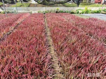 高度15厘米马尾铁袋苗容器苗