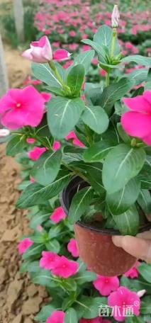 高度18厘米长春花