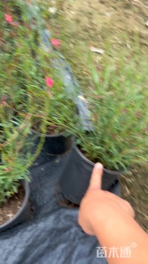 高度30厘米千鸟花