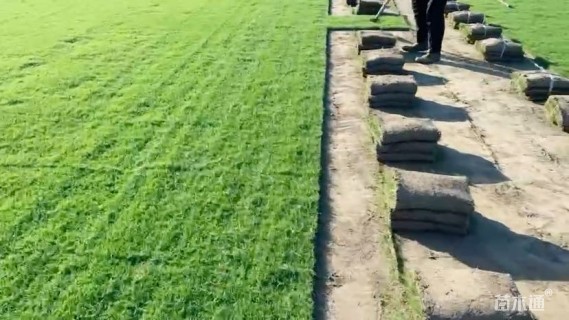 草毯状百慕大草