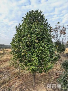 高度120厘米茶花
