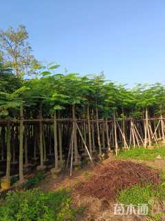 8公分凤凰木