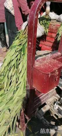 高度40厘米夹竹桃