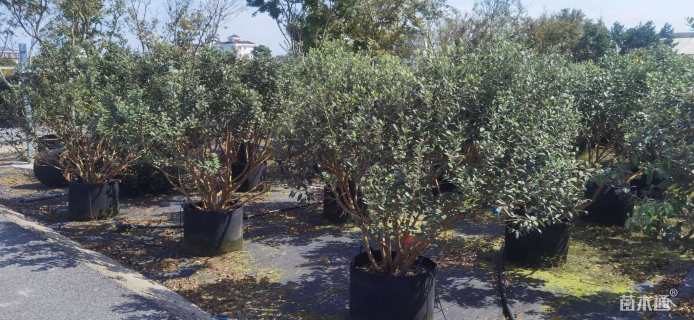 高度120厘米菲油果