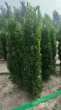 高度200厘米北海道黄杨