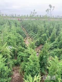 高度80厘米蜀桧