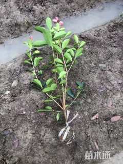 0.5公分红叶石楠