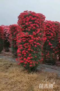 10公分造型月季