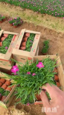 高度15厘米欧石竹