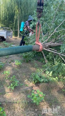 高度60厘米红瑞木