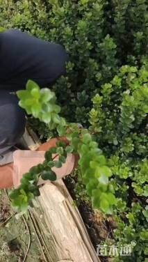 高度20厘米夏鹃