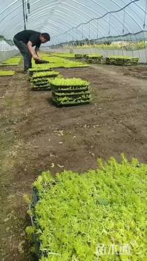 高度5厘米佛甲草