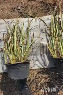 高度50厘米花叶玉蝉花