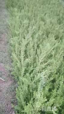 高度40厘米朝鲜黄杨