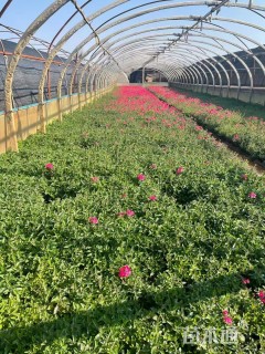 高度20厘米美女樱