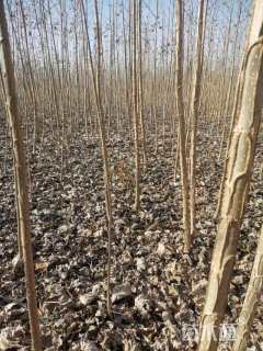 高度350厘米杨树小苗
