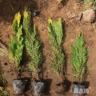 高度40厘米洒金柏