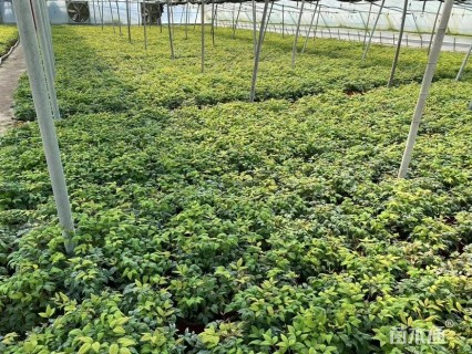 高度30厘米火焰南天竹