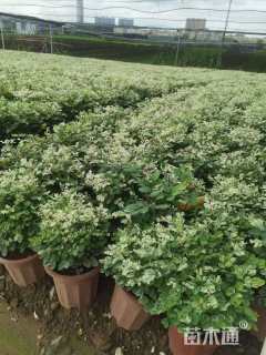 高度25厘米雪花木