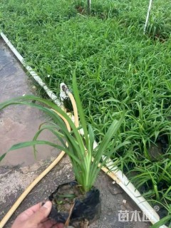 高度15厘米萱草