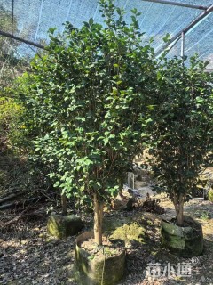 高度150厘米茶花