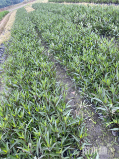 高度40厘米翠芦莉