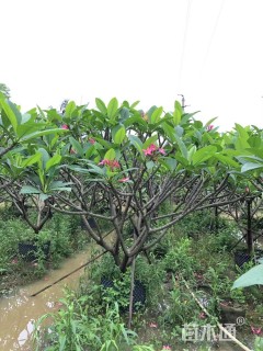 8公分红花鸡蛋花