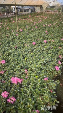 容器苗安酷杜鹃