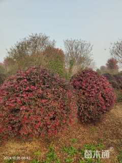 冠幅180厘米红花继木球