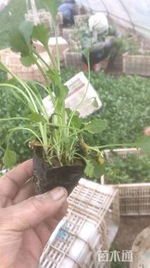 高度8厘米大滨菊