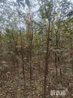 高度125厘米红榉小苗