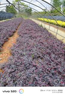 高度25厘米红花继木