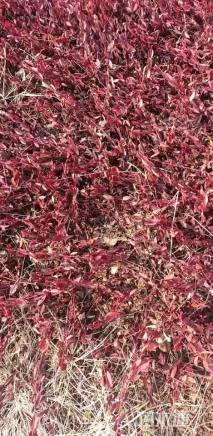 40厘米小叶扶芳藤