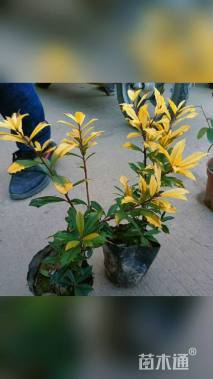 高度25厘米黄金枸骨