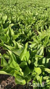 高度20厘米玉簪