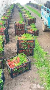 高度10厘米松果菊