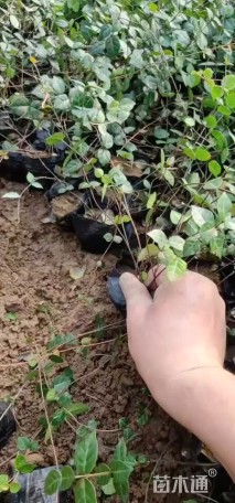 30厘米花叶络石