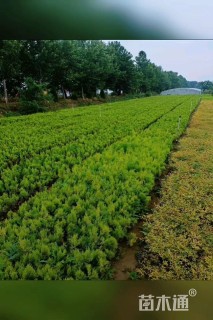 高度30厘米洒金柏