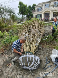 高度600厘米丛生紫薇