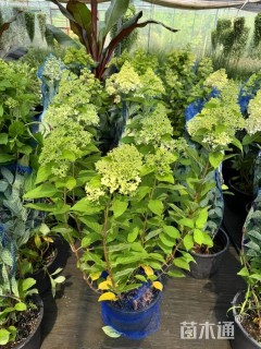 高度20厘米圆锥绣球